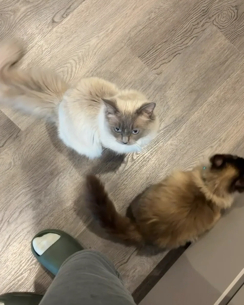 Cats